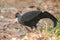 Siamese Fireback Blue-headed Male Its back and wings are gray. Walking in the forest