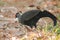 Siamese Fireback Blue-headed Male Its back and wings are gray. Walking in the forest