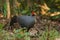 Siamese Fireback Blue-headed Male Its back and wings are gray. Walking in the forest