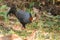 Siamese Fireback Blue-headed Male Its back and wings are gray. Walking in the forest