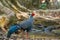 Siamese fireback ( Lophura diardi ) ,Male