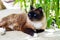 A Siamese fluffy cat rests in the shade of plants. Blue-eyed beautiful pet