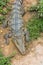 Siamese freshwater crocodile