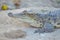 Siamese Freshwater Crocodile.Crocodiles Resting at Crocodile Farm in Thailand