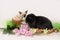 Siamese kitten and black rabbit on a white background with a lilac,