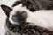 Siamese kitten blue eyes