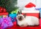 Siamese kitten with blue eyes laying comfortably next to under a Christmas tree