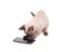 Siamese kitten digging at a smart phone