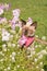 Siamese kitten among flowers in a summer garden