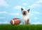 Siamese kitten with football in grass