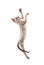 Siamese kitten leaping up high
