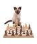 Siamese kitten looking across a chessboard