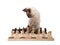 Siamese kitten moving chess pieces