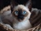 A Siamese Kitten\\\'s Gaze from a Cozy Basket