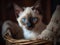 A Siamese Kitten\\\'s Gaze from a Cozy Basket