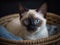 A Siamese Kitten\\\'s Gaze from a Cozy Basket