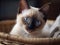 A Siamese Kitten\\\'s Gaze from a Cozy Basket