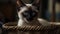 A Siamese kitten sitting in a basket looking cute and curious created with Generative AI