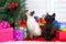 Siamese kitten sniffing Christmas Tree black kitten watching