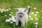 Siamese kitten walking on the flower lawn