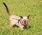 Siamese kitten walking on leash in a pink harness