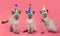 Siamese Kittens Celebrating a Birthday With Hats