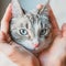 Siamese lynx cat in the hands of a man, looking at the camera