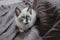 A siamese mix kitten crouches on brown towels