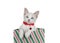 Siamese mix kitten peeking out of green and red striped gift box