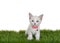 Siamese mix kitten wearing pink collar sitting in green grass, isolated