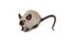 Siamese mouse on a white background