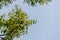 Siamese neem tree flower scientific name: Azadirachta indica