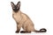 Siamese Oriental