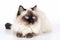 Siamese Persian Cat On White Background. Generative AI