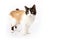 Siamese and ragdoll cross cat walking on white background