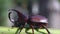 Siamese rhinoceros beetle or Fighting beetle