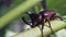 Siamese Rhinoceros beetle or fighting beetle