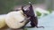Siamese rhinoceros beetle or Fighting beetle eating banana