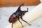 Siamese rhinoceros beetle Xylotrupes gideon or fighting beetle