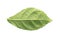 Siamese rough bush, Tooth brush tree or Streblus asper Lour leaf