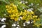 Siamese Senna or Cassia Flower