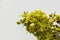 Siamese Senna or Cassia Flower