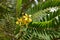 Siamese Senna or Cassia Flower