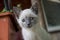 Siamese Shorthair cat is walking on the asphalt. Blue eyed little domestic kitten. Village pet. Creamy fur. Grey background