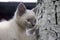 Siamese Shorthair cat is walking on the asphalt. Blue eyed little domestic kitten. Village pet. Creamy fur. Grey background