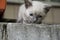 Siamese Shorthair cat is walking on the asphalt. Blue eyed little domestic kitten. Village pet. Creamy fur. Grey background