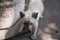 Siamese Shorthair cat is walking on the asphalt. Blue eyed little domestic kitten. Village pet. Creamy fur. Grey background