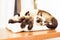 Siamese siblings cats sleeping