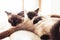 Siamese siblings cats sleeping