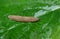 A Siamese slug